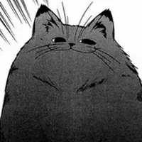 Котики