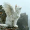 Аватар паблишера Волшебные котята