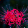 Аватар паблишера The flower of death.