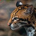 Аватар паблишера Оцелот