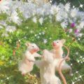 Аватар паблишера DREAM BeBe