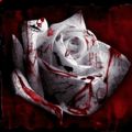 Аватар паблишера Blood Rose
