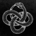 Аватар паблишера Serpentines
