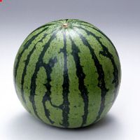 NonStopDol