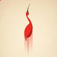 The wings of Ibis