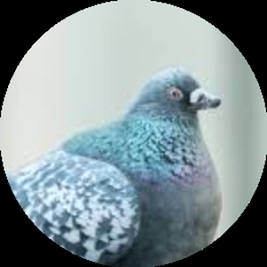 alkamo