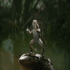 Whitegu