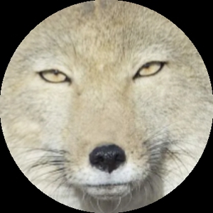 Happywolfik