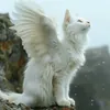 jetttaaa