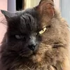 Кот-Брат