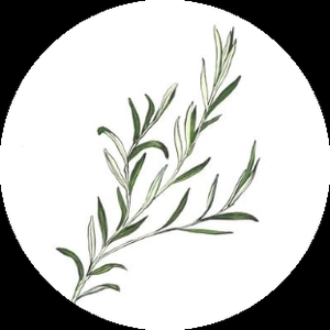 _rosemary_