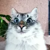 Iuliaa