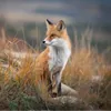 _WILD_